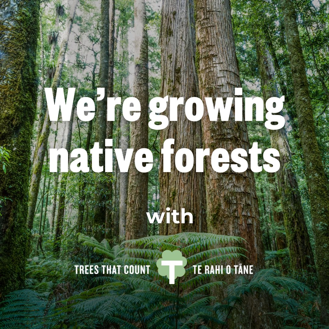 Native New Zealand forest restoration - Derive Consulting partnership with Trees That Count