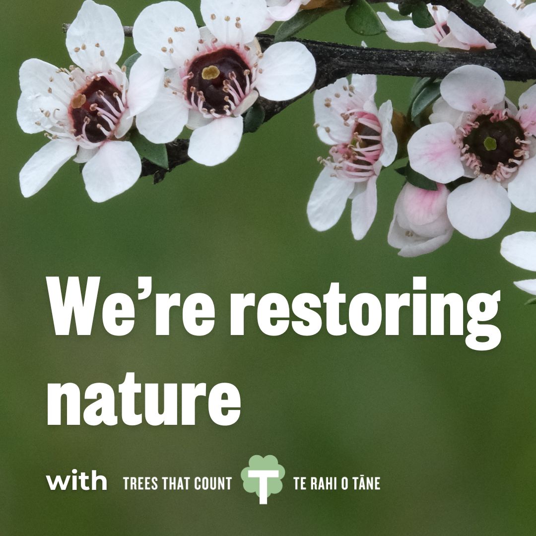 Native bush regeneration in Aotearoa New Zealand through Trees That Count